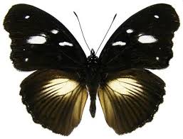 Image result for Scepocarpus hypselodendron