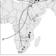 Image result for Sium repandum