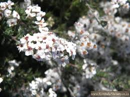 Image result for Eriosema cordifolium