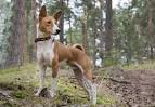 Basenji Dog Breed | Facts, Highlights & Buying Advice ...