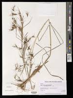 Image result for Hyparrhenia poecilotricha