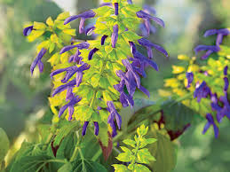 Description 40+ the hummingbird coral nymph is a perennial in warmer climates and an annual where winter temperatures stay below freezing for more than a few hours at a time. Sage Salvia Southern Living Southern Living