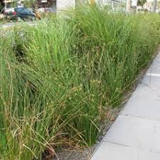 Image result for Ficinia