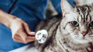 Lethargy, wheezing, vomiting, fever, or lameness may also be seen. Cancer In Cats Symptoms Treatment Purina