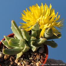 Image result for Boscia filipes