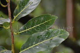 Image result for Cryptocarya liebertiana