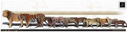 Comparison Of Big Cat Sizes Cats Animals Extinct Animals