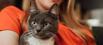 Why is my cat drooling? Why Is My Cat Drooling Is It Normal Pet Side