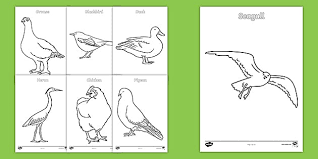 The best free, printable bird coloring pages! British Birds Colouring Sheets Primary Resources