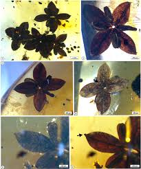 Image result for Metteniusaceae