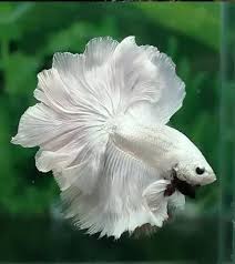 Pokemon go bringing people together. The Most Expensive Betta Fish Nice Betta Thailand Co Ltd