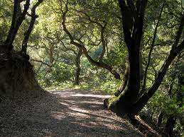 Projects in briones regional park. Briones Regional Park Loop Running Trail Pleasant Hill California