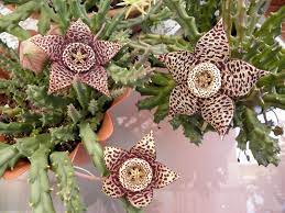 Growing prickly pear cactus in a sunny location allows the plant to thrive and fruit. Orbea Variegata Starfish Plant World Of Succulents