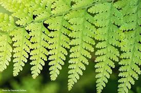 Image result for Microlepia