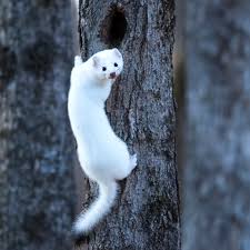 Image result for hranostaj