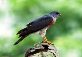  15 Ide Elang Eagle Burung Elang Elang Elang Hitam
