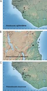 Image result for Melastomastrum segregatum