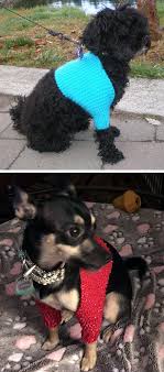 Free Knitting Pattern For Easy Roxy Dog Shrug This Stylish Puppy Bolero Sweater Is Knitting Patterns Free Dog Knitting Patterns For Dogs Crochet Dog Clothes