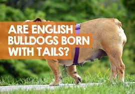 English bulldog statue, brindle bulldog, concrete bulldog decor, sleepy bulldog, english bulldogs, garden there are 141 bulldog tail for sale on etsy, and they cost 21,49 $ on average. Are English Bulldogs Born With Tails Or Are They Docked