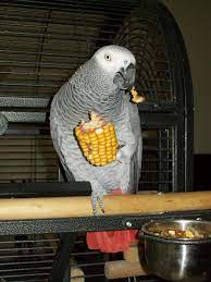 African Grey Parrot Grijze Roodstaart - Pino African Grey Parrot African Grey Pet Birds