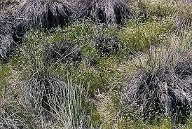 Image result for Eleocharis geniculata