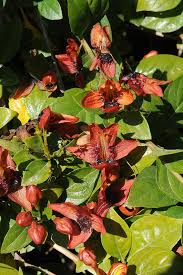 Image result for Ruttya fruticosa