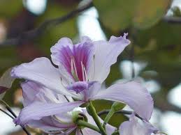 Image result for Bauhinia variegata