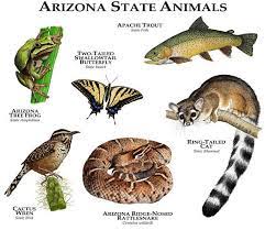 However, this state came into its own during the triassic period, 250 to 200 million years ago, hosting a wide variety of early dinosaurs (as well as some later genera from the jurassic and cretaceous periods, and the usual assortment of pleistocene megafauna mammals). Arizona State Animals Poster Print Animal Posters Animals North American Animals