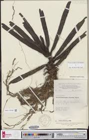 Image result for Ancistrorhynchus tenuicaulis