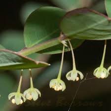 Image result for Umbilicus botryoides