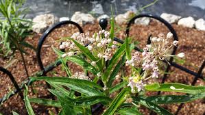 Image result for Asclepias graminifolia