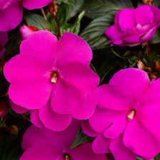 Image result for Impatiens kivuensis