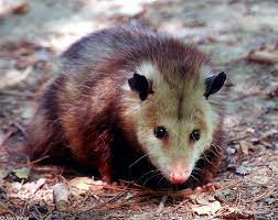 Possum In A Pine Forest Awesome Possum Baby Possum Possum
