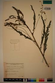 Image result for Sesbania macrantha