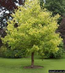 Box Elder Tree Acer Negundo For Sale Save 80 Buy Direct Shade Trees Fast Growing Trees Box Elder