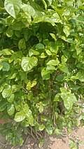 Image result for Jasminum breviflorum