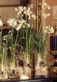 Bringing Spring Indoors With Images Narcissus Bulbs Bulb Flowers Indoor Flowers