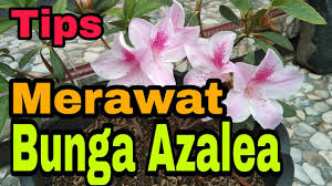 Gratis untuk komersial tidak perlu kredit bebas hak cipta. Cara Merawat Tanaman Hias Bunga Azalea Rhododendron Indicum Youtube