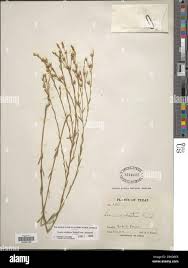 Image result for Limeum sulcatum