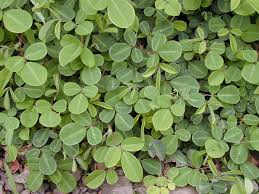 Image result for Desmodium