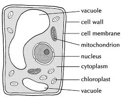 These include growth and metabolism and reproduction by cell division. Difference Between Plant And Animal Cells Cells As The Basic Units Of Life Siyavula