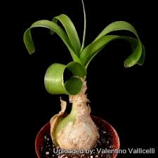 Image result for Ornithogalum pulchrum