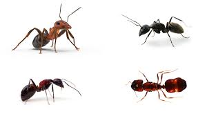 Which raspberry bush is ideal for my area? What Attracts Ants Information And Facts Pest Samurai