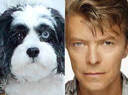 David Bowie's pet dog Max has different coloured eyes