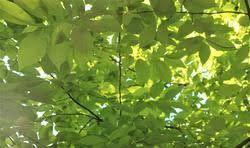 Image result for Subularia monticola