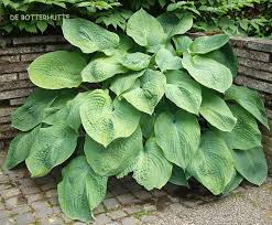 De Botterhutte Jurassic Park Hosta Garten Gartenschirme Schattengarten