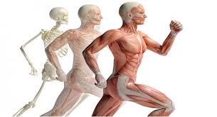 This applies to exterior surface, as it covers the body, appearing to have the largest surface area of all the organs. Quiz Kinesiology Biology Quiz Accurate Personality Test Trivia Ultimate Game Questions Answers Quizzcreator Com