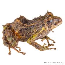 Image result for Pristimantis bambu