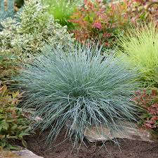 Image result for Festuca