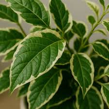 Image result for Fuirena sagittata